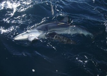 Tagged shark does the miles